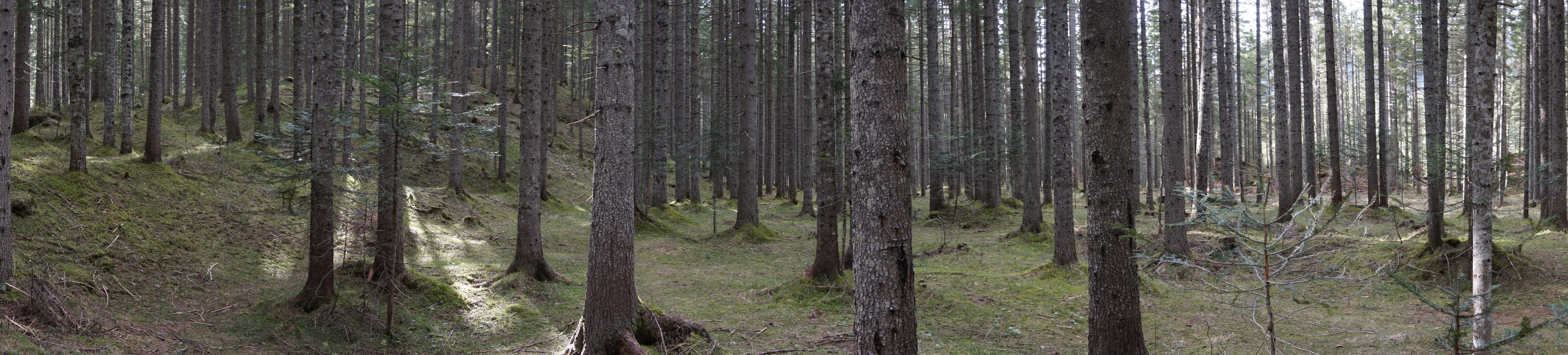Fitta foresta di Somadida dominata da alti abeti rossi, estate 2018.