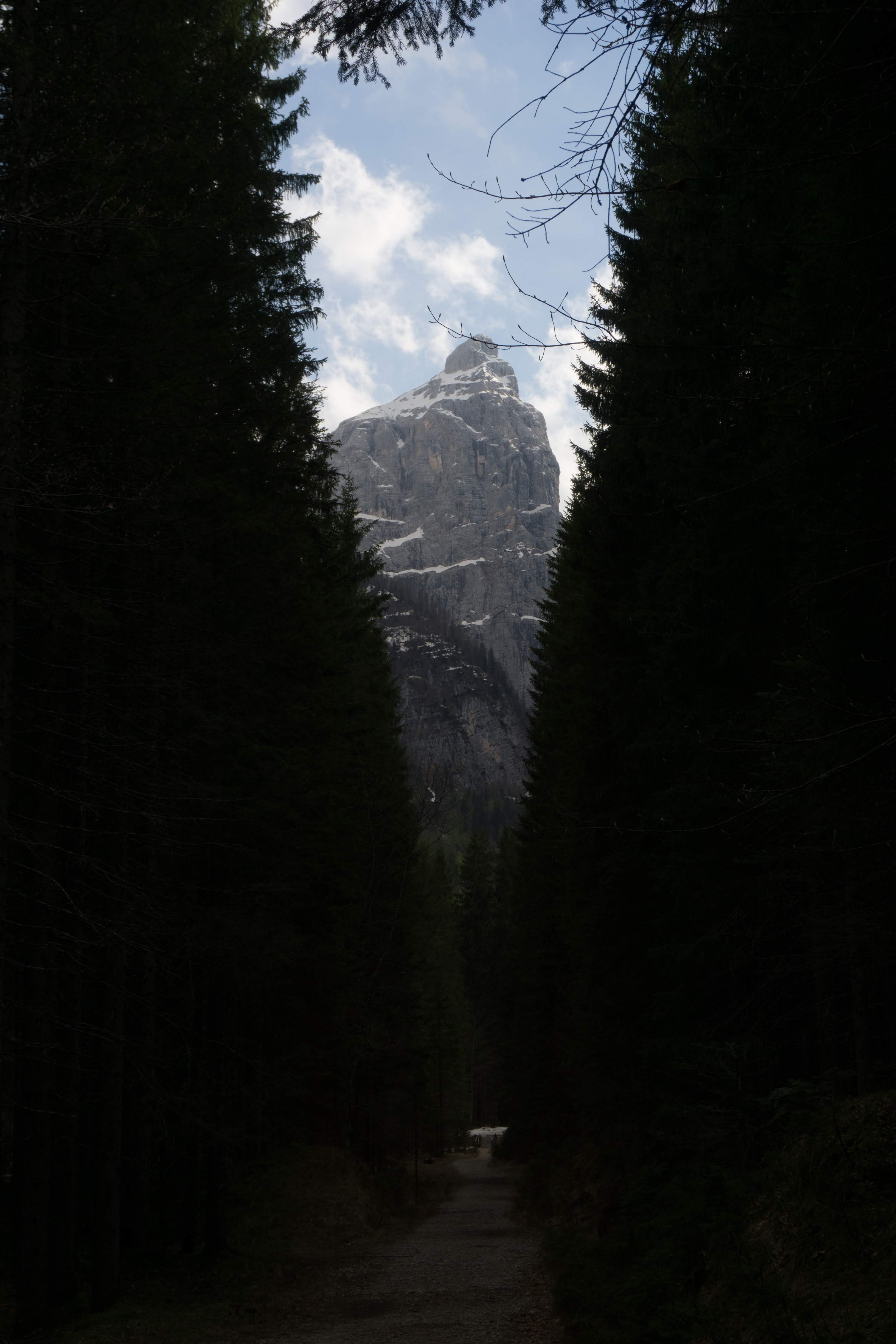 Interno della foresta di Somadida con fitti abeti rossi e la montagna illuminata sullo sfondo.