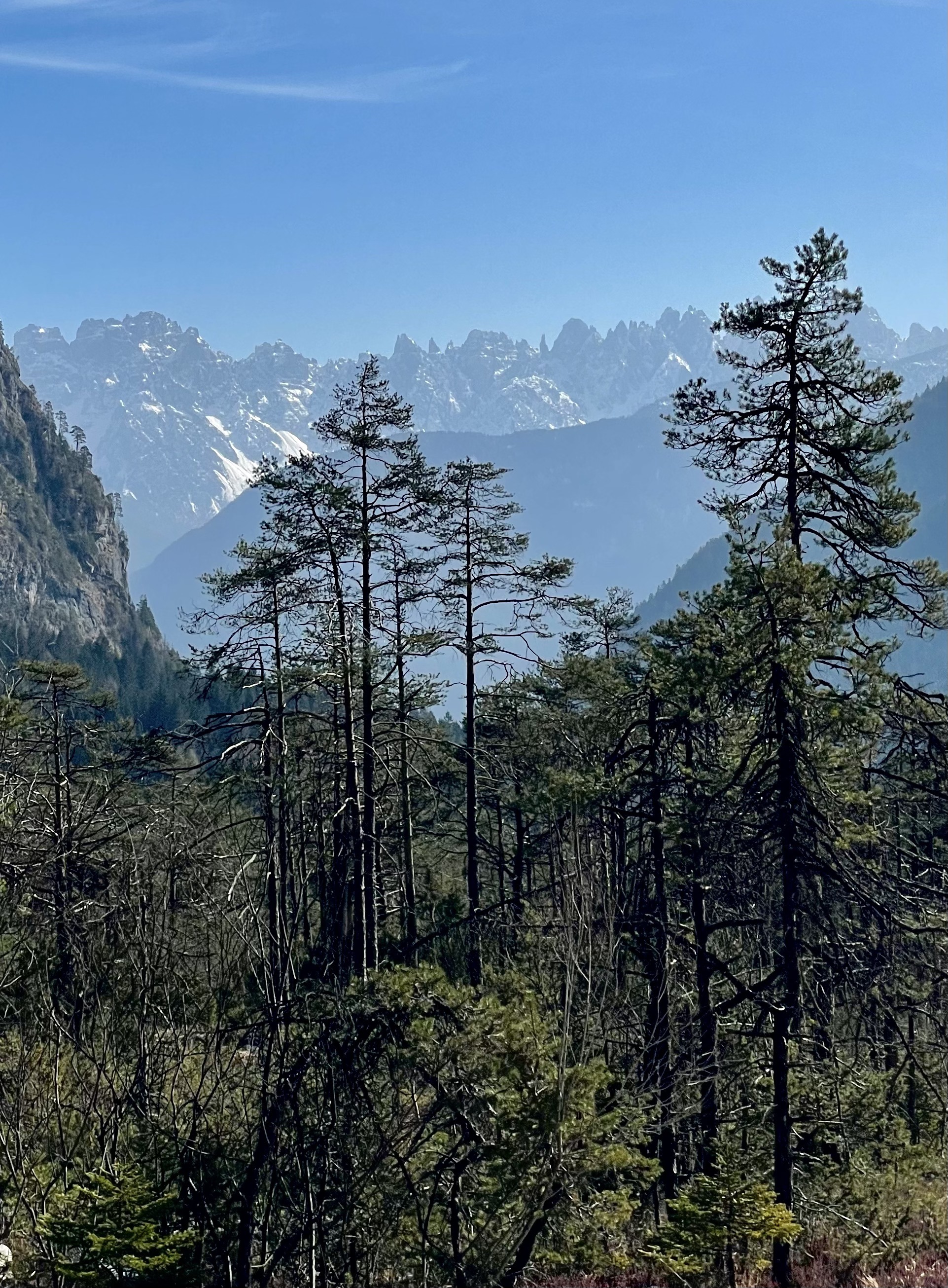 Bosco diversificato della Val d'Oten con conifere di specie e dimensioni differenti e le Dolomiti sullo sfondo.