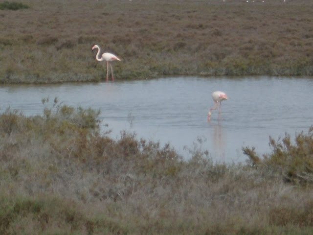 Arles e Camargue